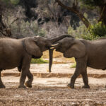 Secrets of the elephants