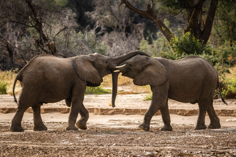 Secrets of the elephants