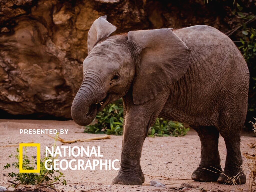 Elephant in the wild